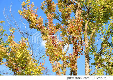 彩色三叉戟楓葉秋葉 112439598