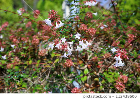 阿比亞的花 阿比亞的花 112439600
