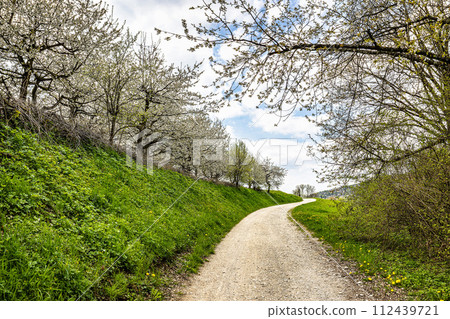 Cherry blossom on the hills around Pretzfeld, Germany in Franconian Switzerland Cherry blossom on the hills around Pretzfeld, Germany in Franconian Switzerland 112439721