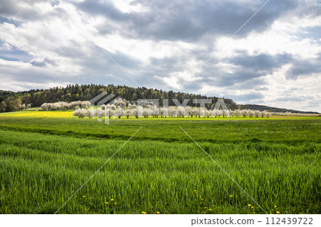 Cherry blossom on the hills around Pretzfeld, Germany in Franconian Switzerland 112439722