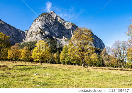 maple trees at Ahornboden, Karwendel mountains, Tyrol, Austria 112439727