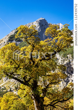 maple trees at Ahornboden, Karwendel mountains, Tyrol, Austria maple trees at Ahornboden, Karwendel mountains, Tyrol, Austria 112439732