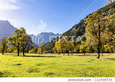 maple trees at Ahornboden, Karwendel mountains, Tyrol, Austria maple trees at Ahornboden, Karwendel mountains, Tyrol, Austria 112439733