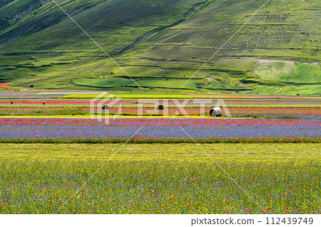 Lentil flowering with poppies and cornflowers in Castelluccio di Norcia, Italy Lentil flowering with poppies and cornflowers in Castelluccio di Norcia, Italy 112439749