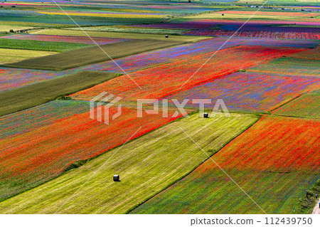 Lentil flowering with poppies and cornflowers in Castelluccio di Norcia, Italy Lentil flowering with poppies and cornflowers in Castelluccio di Norcia, Italy 112439750
