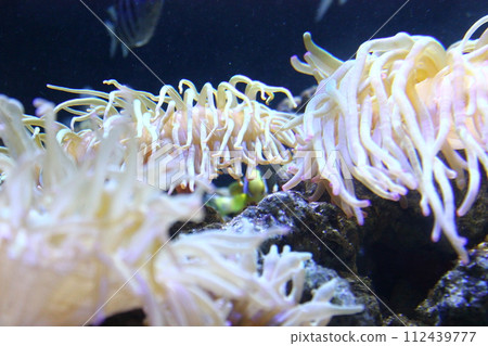 Anemones floating in the water Anemones floating in the water 112439777
