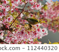 Kawazu Sakura and Mejiro 112440320