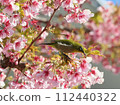 Kawazu Sakura and Mejiro 112440322
