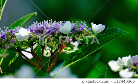 This is a morning landscape of hydrangeas. This is a morning landscape of hydrangeas. 112440360