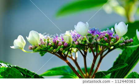 This is a morning landscape of hydrangeas. This is a morning landscape of hydrangeas. 112440361