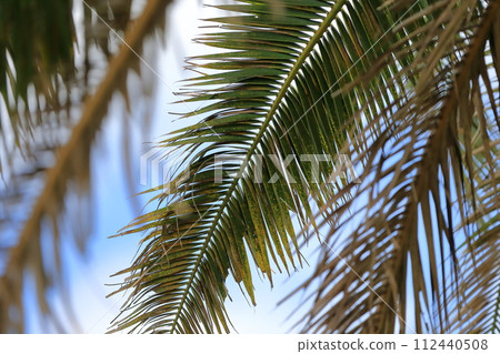 Palm leaf image 112440508