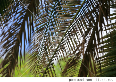 Palm leaf image Palm leaf image 112440509
