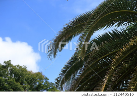 Palm leaf image Palm leaf image 112440510