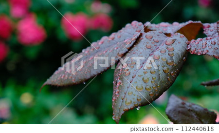 Flowers and drops. A flower wet from the rain. It's a soft and gentle outdoor light in June. Flowers and drops. A flower wet from the rain. It's a soft and gentle outdoor light in June. 112440618