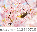 Kawazuzakura and white-eye in full bloom 112440715