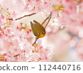 Kawazuzakura and white-eye in full bloom 112440716