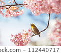 Kawazuzakura and white-eye in full bloom 112440717