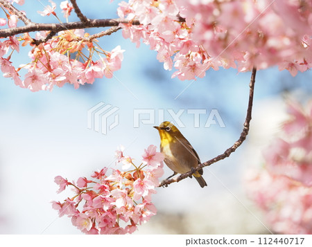 Kawazuzakura and white-eye in full bloom Kawazuzakura and white-eye in full bloom 112440717