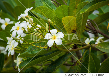 White Frangipani flower Plumeria alba with green leaves White Frangipani flower Plumeria alba with green leaves 112440849