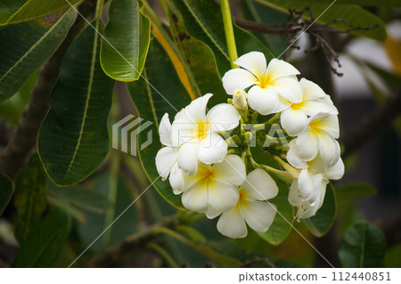White Frangipani flower Plumeria alba with green leaves White Frangipani flower Plumeria alba with green leaves 112440851