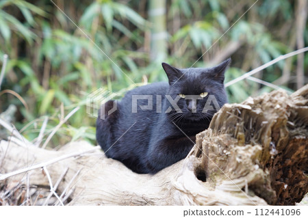 Stray cat (black cat) 112441096