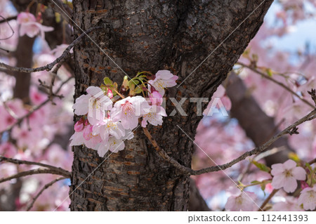 大神櫻（愛知縣名古屋市東區白壁） 112441393
