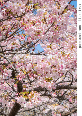 盛開的大神櫻（愛知縣名古屋市東區白壁） 112441394