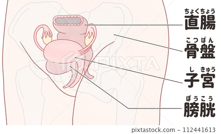 從某個角度看子宮的位置 - 易於理解的日文插圖 從某個角度看子宮的位置 - 易於理解的日文插圖 112441613