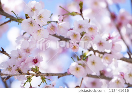 Cherry blossoms in blue sky back Cherry blossoms in blue sky back 112441616
