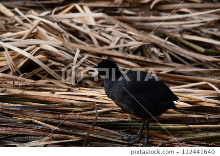 一隻白頂鷗在倒下的蘆葦上行走 112441640