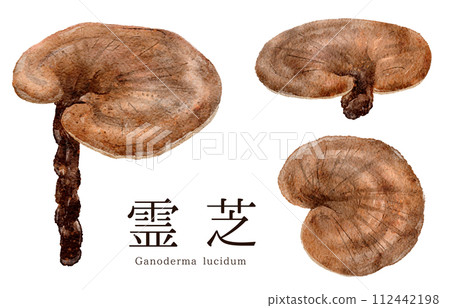 靈芝 (靈芝) 的水彩插圖 112442198