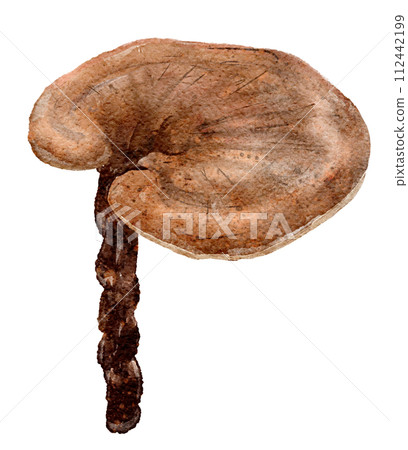 靈芝 (靈芝) 的水彩插圖 靈芝 (靈芝) 的水彩插圖 112442199