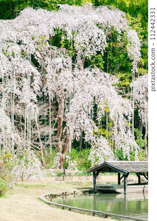 Weeping cherry blossoms at Sogenji Temple | Vertical composition Weeping cherry blossoms at Sogenji Temple | Vertical composition 112442331