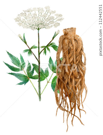 Watercolor illustration of Touki herbal medicine 112442551