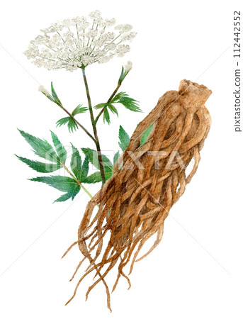 Watercolor illustration of Touki herbal medicine Watercolor illustration of Touki herbal medicine 112442552