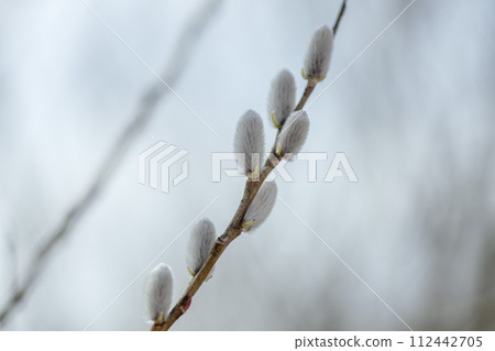 Feline Willi 112442705