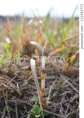 Tsukushi telling spring Tsukushi telling spring 112442771