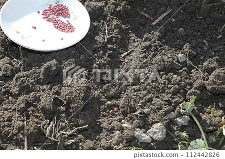 播種春菠菜種子 112442826