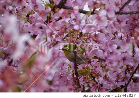白眼啄木鳥在盛開的河津櫻花上啄食 112442827