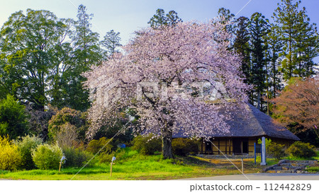 Old house with cherry blossoms blooming Old house with cherry blossoms blooming 112442829