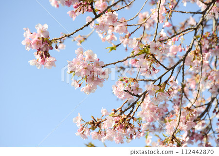 Spring Sky 112442870