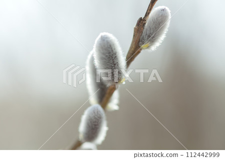 貓王威利 貓王威利 112442999