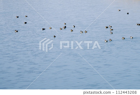A flock of waterbirds swimming on the surface of a winter lake A flock of waterbirds swimming on the surface of a winter lake 112443208