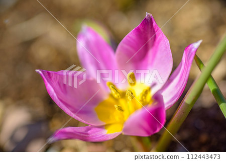 Primitive tulip Primitive tulip 112443473