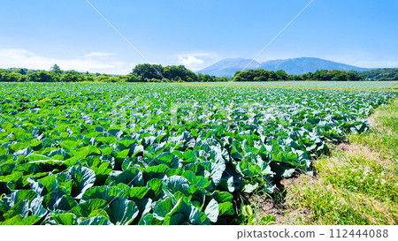 Cabbage field in Tsumagoi village (viewing Mt. Asama) Cabbage field in Tsumagoi village (viewing Mt. Asama) 112444088