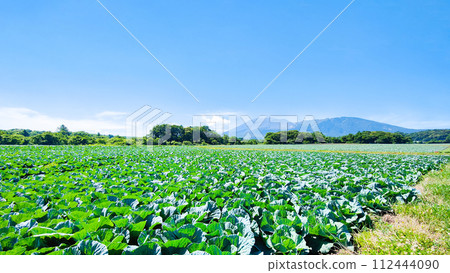 嬬戀村的捲心菜田（眺望淺間山） 112444090
