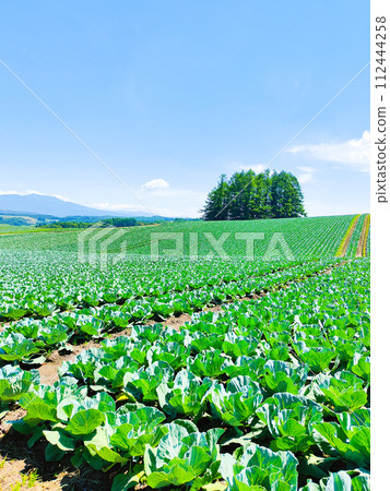Cabbage field at Tsumagoi Village Cabbage field at Tsumagoi Village 112444258