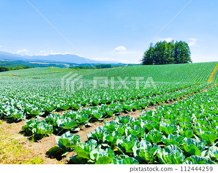 Cabbage field at Tsumagoi Village Cabbage field at Tsumagoi Village 112444259