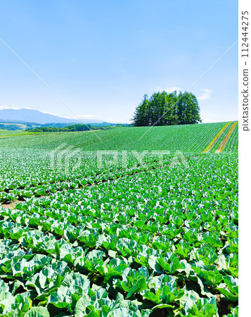 Cabbage field at Tsumagoi Village Cabbage field at Tsumagoi Village 112444275
