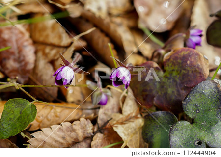 Snow Bunny Purple Snow Bunny Purple 112444904